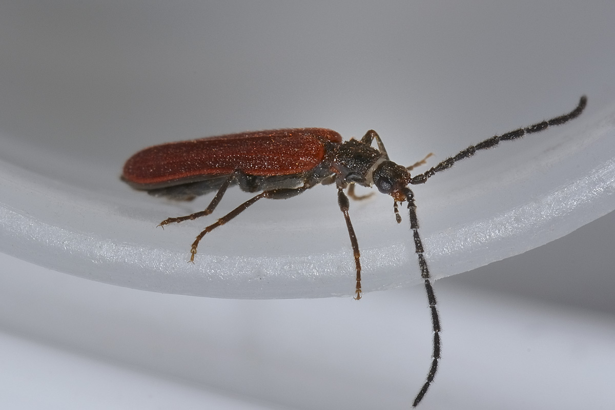 Omalisius taurinensis (cf), Omalisidae